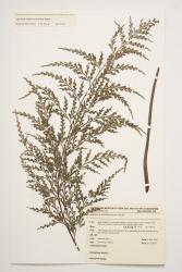 Asplenium shuttleworthianum. Herbarium specimen from Raoul Island, WELT P022073/C, showing adaxial surface of fertile frond.
 Image: J.W. Wilson-Davey © Te Papa CC BY-NC 3.0 NZ